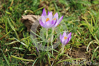 Crocus Stock Photo