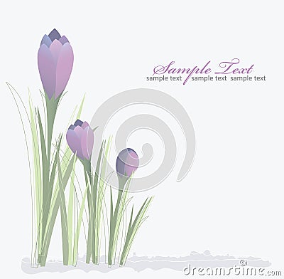 Crocus spring floral background Vector Illustration