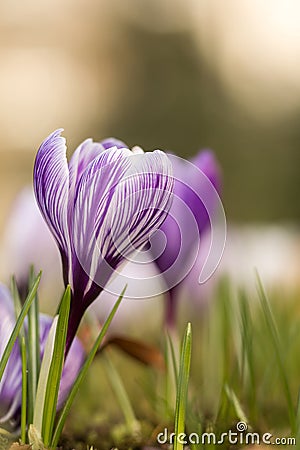 Crocus spring flower Stock Photo