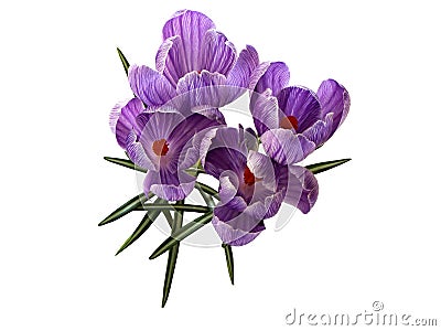 Crocus Spring Flowers Stock Photo