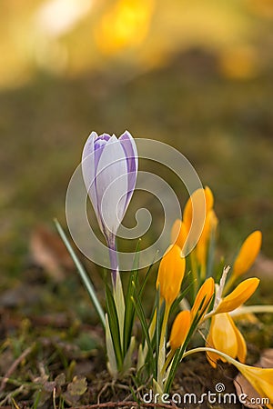 Crocus spring flowers Stock Photo