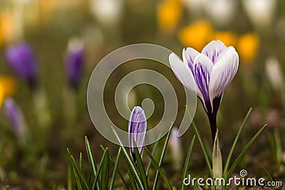 Crocus spring flowers Stock Photo