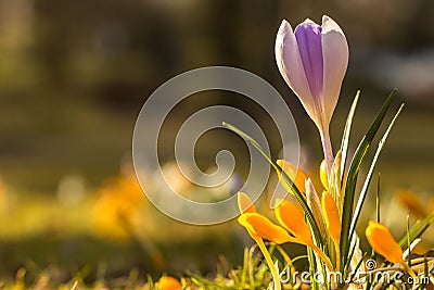 Crocus Stock Photo