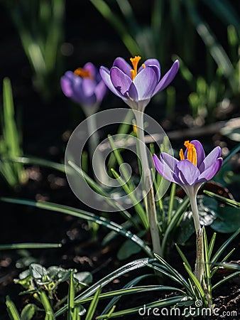 Spring, Purple Crocus in the sun Stock Photo