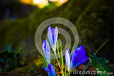 Crocus at sunset in the forest in spring Stock Photo