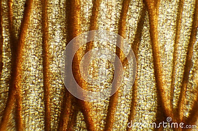 Crocus under the microscope Stock Photo