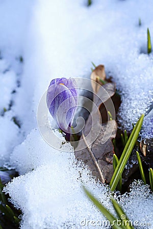 Crocus under the snow, the first spring flowers Stock Photo