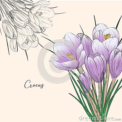 Crocus vector sketch illustration isolated on white background, saffron sketch art. Saffron flower. Template for packaging design Vector Illustration