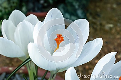 Crocus vernus `Jeanne d`Arc` Joan of Arc Stock Photo