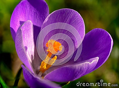 Macrophotography of Pistil orange violet crocus in early spring Stock Photo