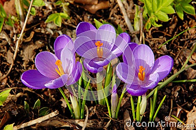 Crocuses Stock Photo