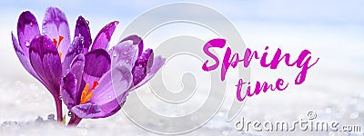 Crocuses - blooming purple flowers making their way from under the snow in the form of postcard with greeting text Stock Photo