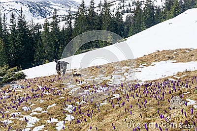 Crocuses blossom in the mountains. Wild violet crocuses in early spring. Carpatian mountains, Ukraine Stock Photo