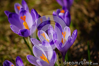 Crocuses in Chocholowska valley, Tatra Mountain, Poland Stock Photo