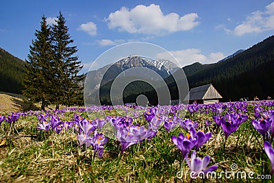 Crocuses in Chocholowska valley, Tatra Mountains, Poland Stock Photo