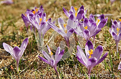 Crocuses in Chocholowska valley, Tatra Mountains, Poland Stock Photo