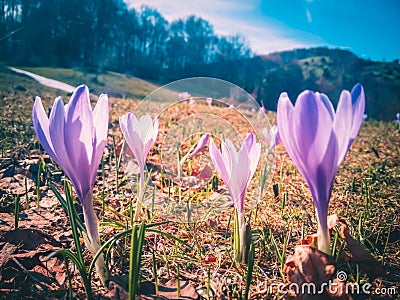 Crocuses, the first high mountain flowers after the snow melts Stock Photo