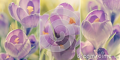 Crocuses flowers natural background, macro Stock Photo