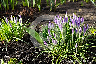 Crocuses with green leaves in the ground. Stock Photo