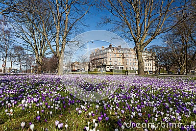 Crocuses on Harrogate stray Stock Photo