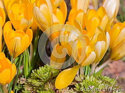 Crocuses light yellow Mammut Stock Photo