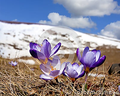 Crocuses in mountains Stock Photo