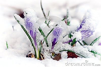 Crocuses in snow Stock Photo