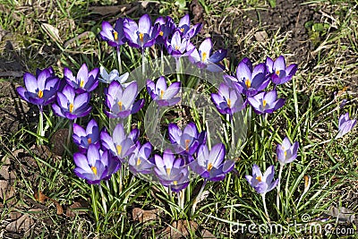 Crocuses, herald of spring, purple crocuses just opend in park Stock Photo