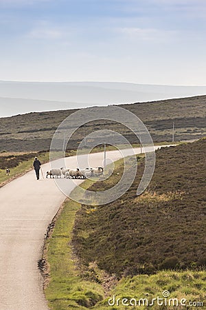 Crofter and Sheep on highland road in Scotland. Stock Photo