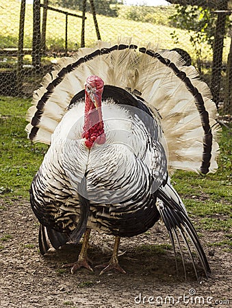 Crollwitzer Turkey at Prinknash Bird and Deer Park Stock Photo