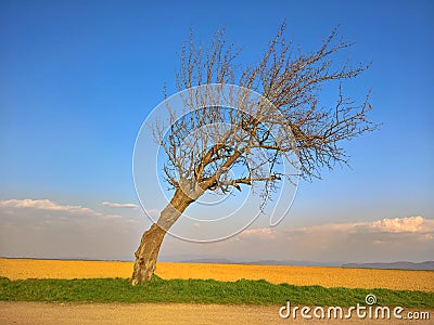 Crooked and bent tree in the field with sky Stock Photo
