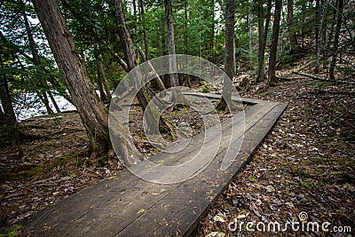 Crooked Boardwalk Path In The Woods Editorial Stock Photo