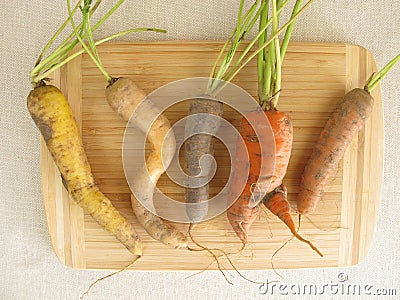 Crooked colorful carrots Stock Photo