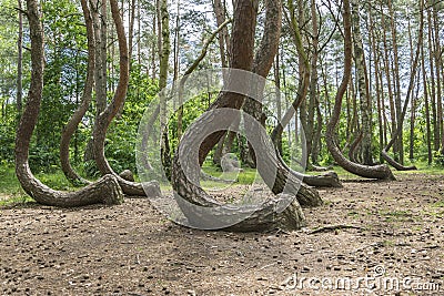 Crooked Wood in Poland Stock Photo