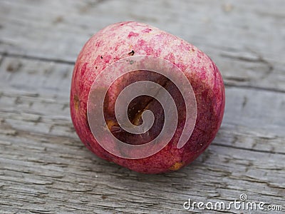 Crop of apples ruined by diseases of fruit trees. Apple is affected by fungus and mold. Disease scab, a lousy rotten Apple. Stock Photo