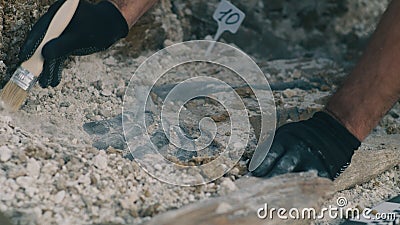 Crop archaeologist excavating dinosaur bones Stock Photo