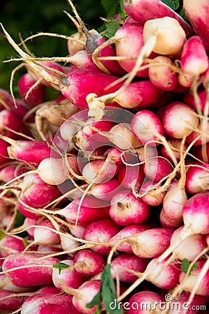 Crop of colorful organically grown radishes Stock Photo