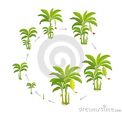 Crop cycle for banana tree. Crop stages bananas palm. Circular growing plants. Round harvest growth biology. Musa vector Vector Illustration