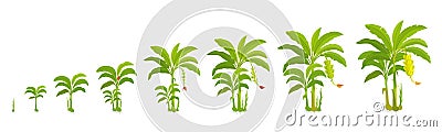 Crop cycle for banana tree. Crop stages bananas palm. Vector Illustration growing plants. Harvest growth biology. Musa Vector Illustration