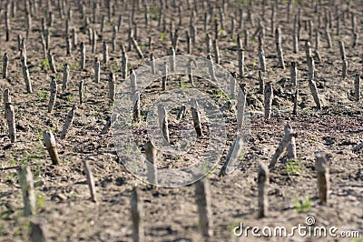 Crop devastation after flooding Stock Photo