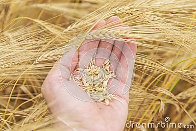 Crop in farmers hand over field Stock Photo