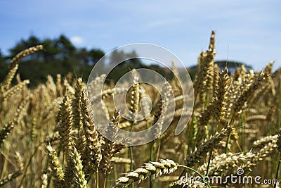 Crop Field Helnaes Stock Photo