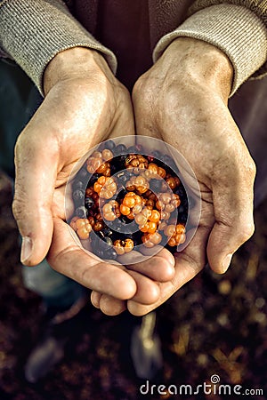 Crop hands with pile of berries Stock Photo