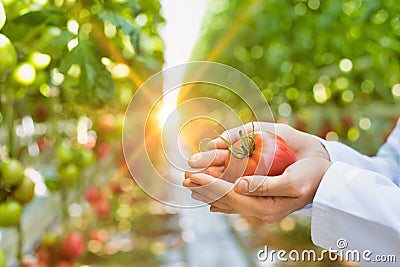 Crop image of crop scientist showing organic tomato in greenhouse with yellow lens flare Stock Photo