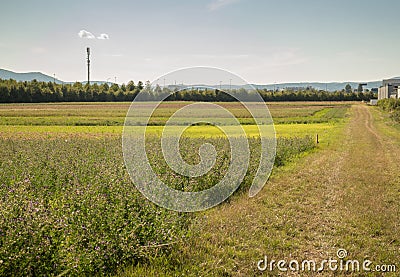 Crop land landscape Stock Photo