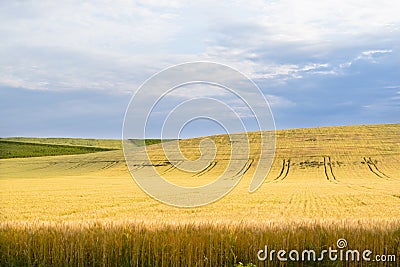 Crop Land in Summer Day Stock Photo