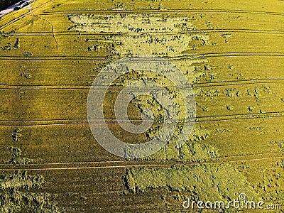 Crop lodging weather damage in Poland Stock Photo