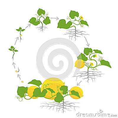 Crop of melon plant. Circular round growth stages. Vector illustration. Cucumis melo. Melon cantaloupe life cycle. On Vector Illustration