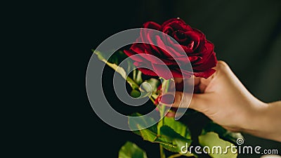 Crop person with red rose. From above crop hand of anonymous person holding red rose with green leaves Stock Photo