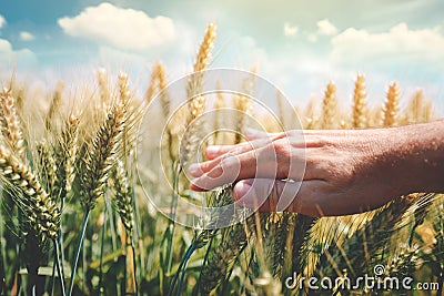 Crop protection concept with farmer touching green wheat ears Stock Photo
